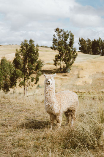 White alpaca standing in field with trees.