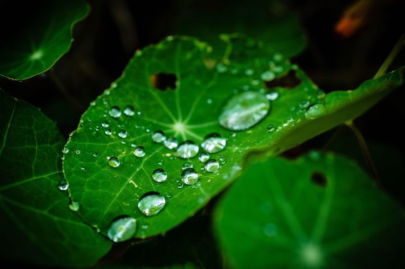 Water drops on leaf
