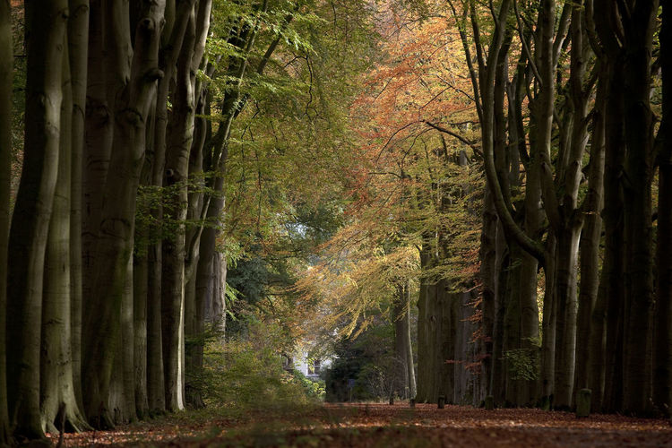 Trees in forest during autumn
