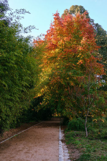 Footpath amidst trees in park during autumn