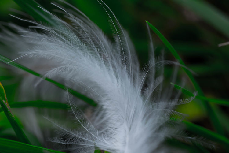 Close-up of feather on grass
