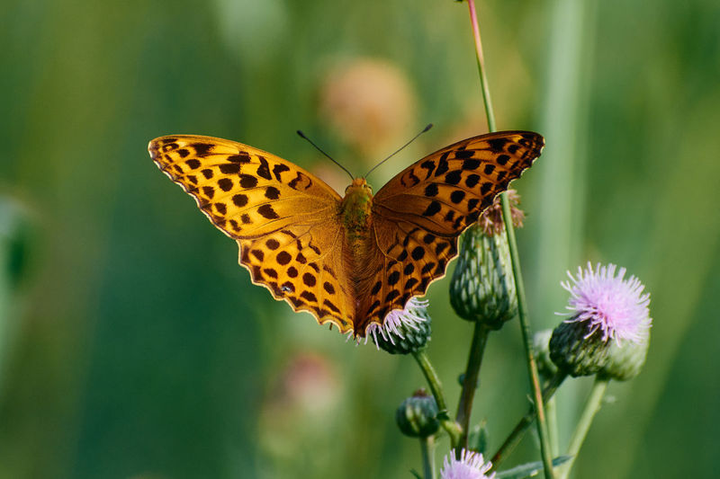 A butterfly on a thistle in a meadow