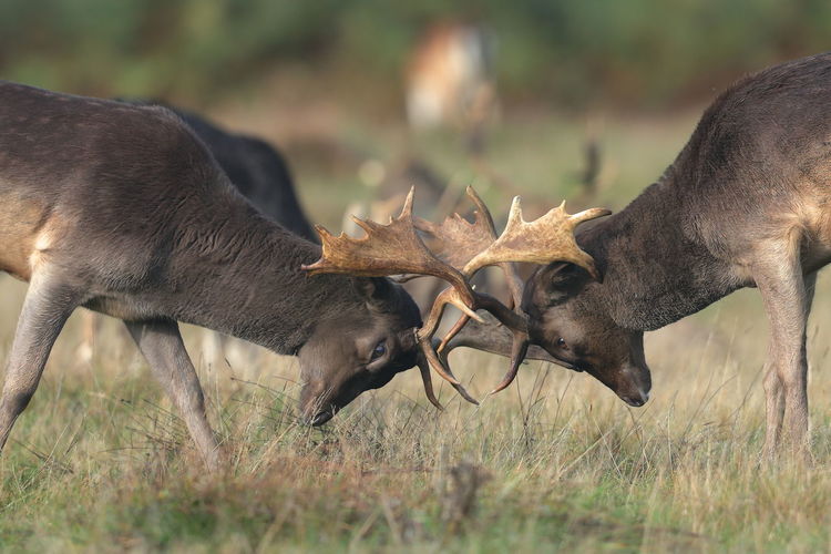 Two fallow deer stags locking antlers