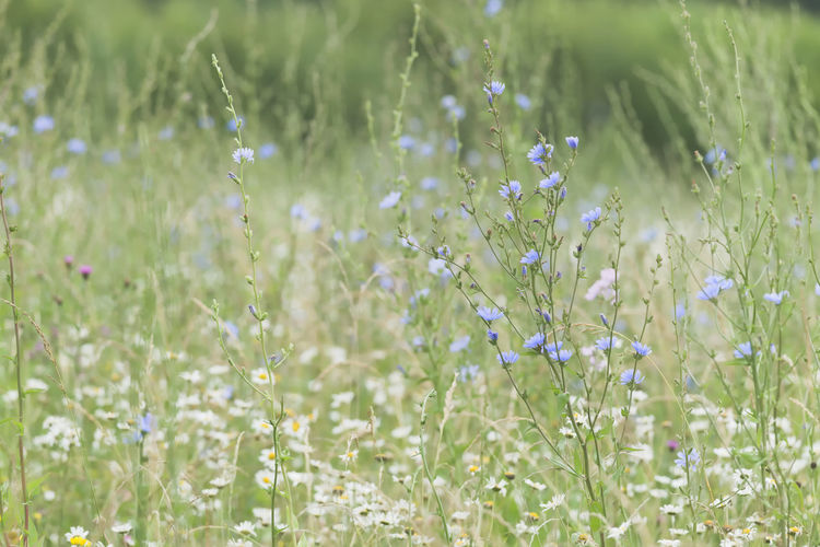 Dense flowering plants cover this meadow. background and texture use.