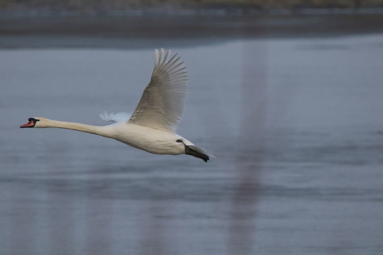Mute swan flying over lake