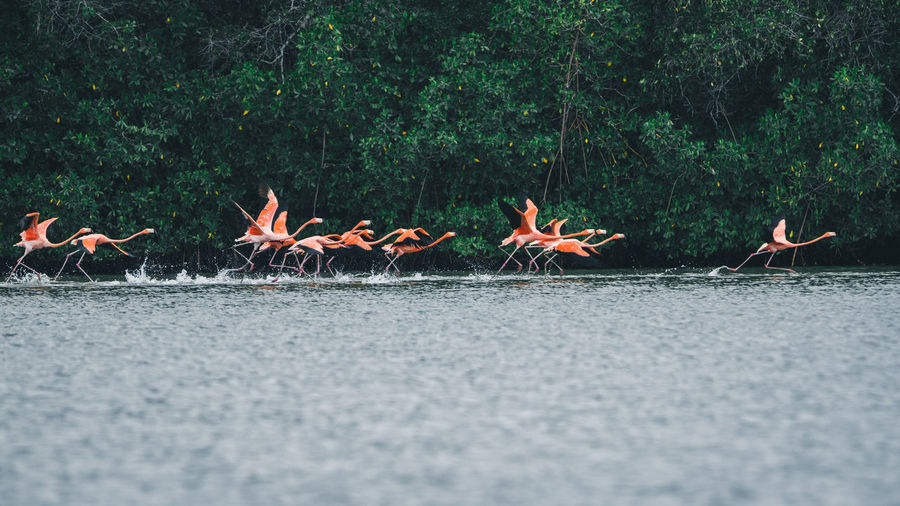 Flamingos on water by trees