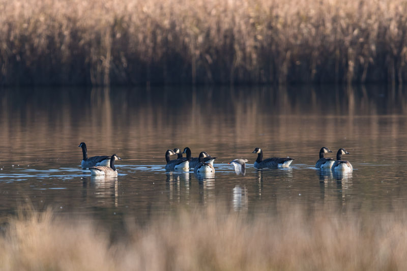 Canada geese, canada goose, branta canadensis in environment