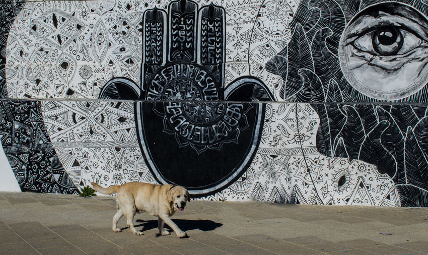 Dog walking by in front of graffiti 