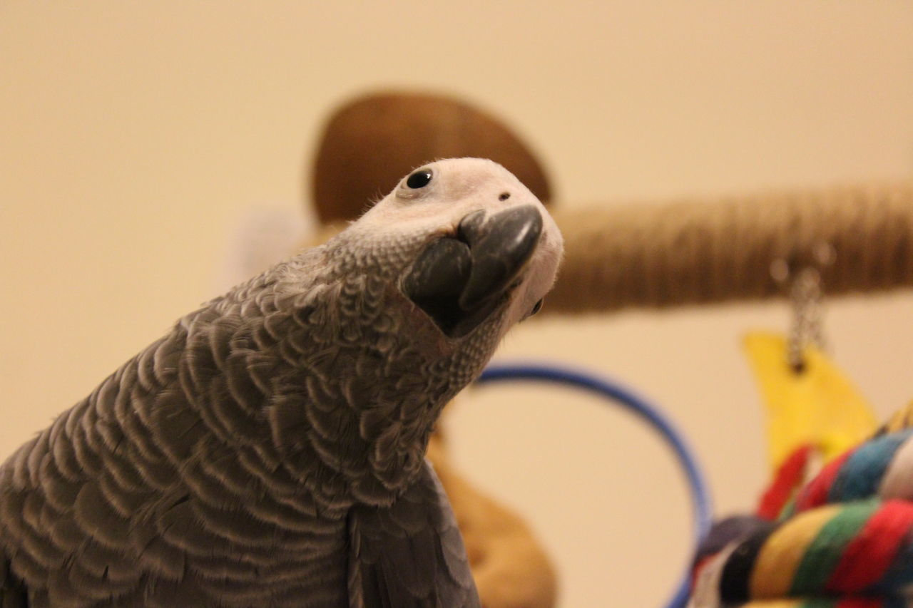 CLOSE-UP OF A BIRD ON A TOY