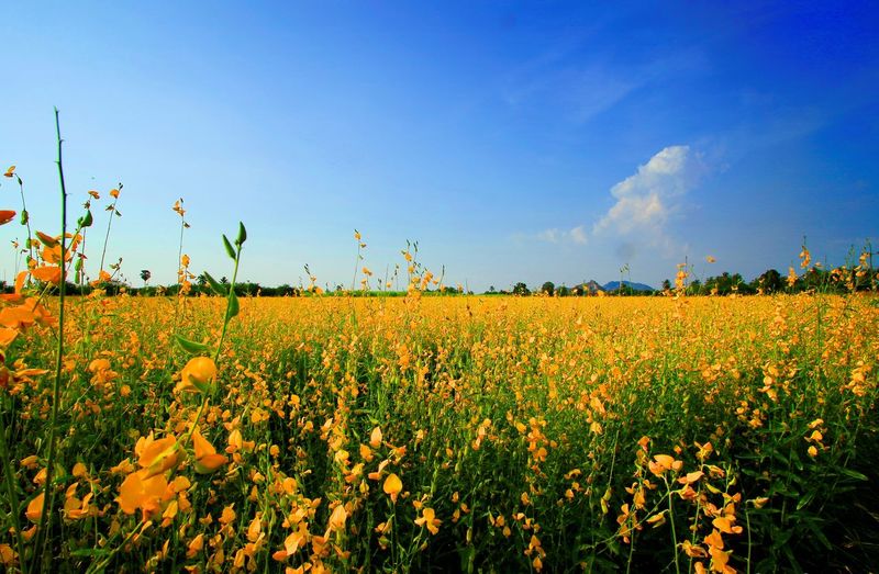 Scenic view of flowering field against blue sky