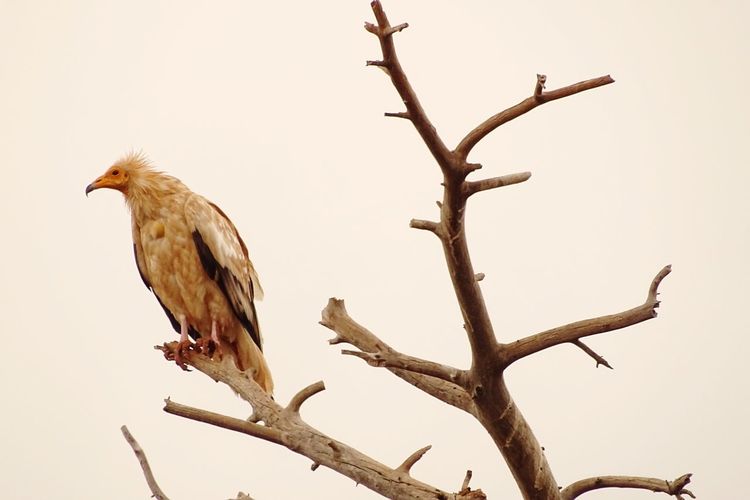 Low angle view of bird perching on branch