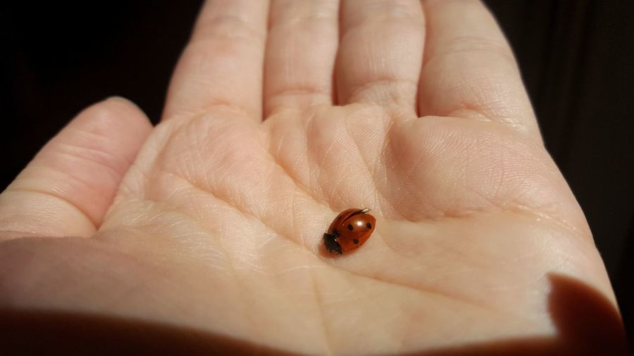 Cropped image of hand holding ladybug