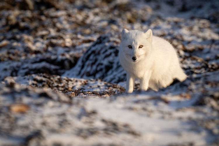Arctic fox stands on tundra among rocks