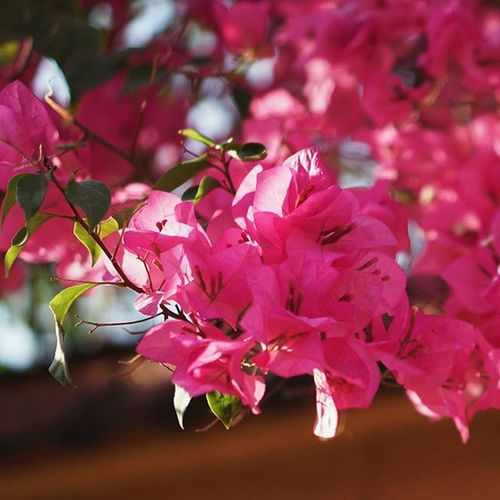 Close-up of pink flowers