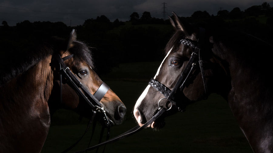 Horses standing face to face at night