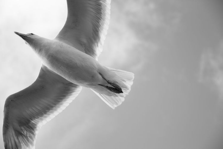 Directly below shot of seagull flying against sky