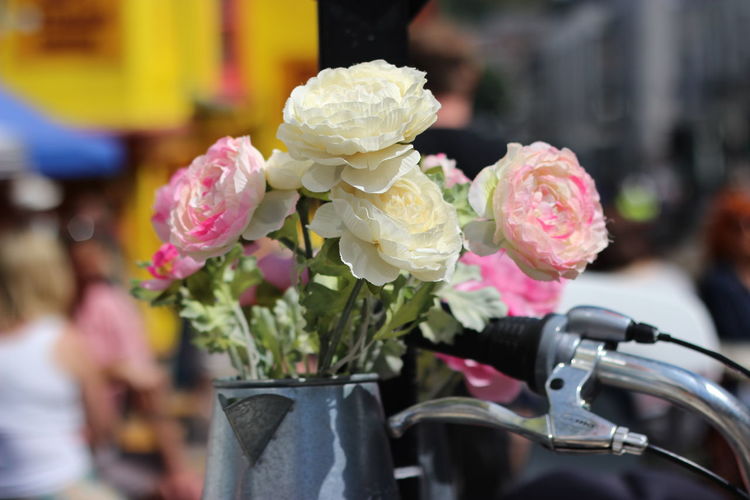 Close-up of pink rose flower pot