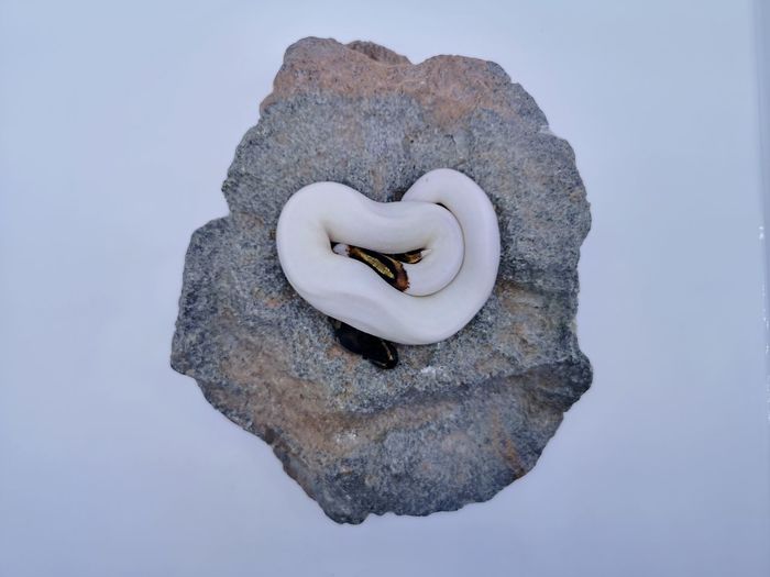 Close-up of heart shape on rock against white background