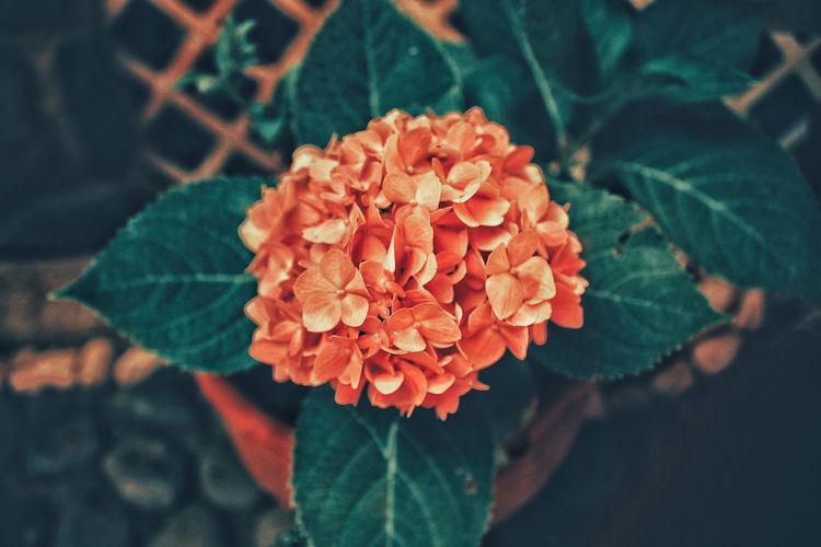 Close-up of orange flowers in back yard