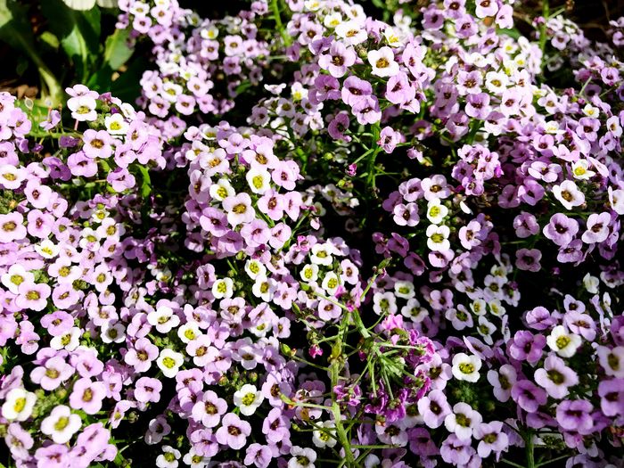 High angle view of purple flowering plants