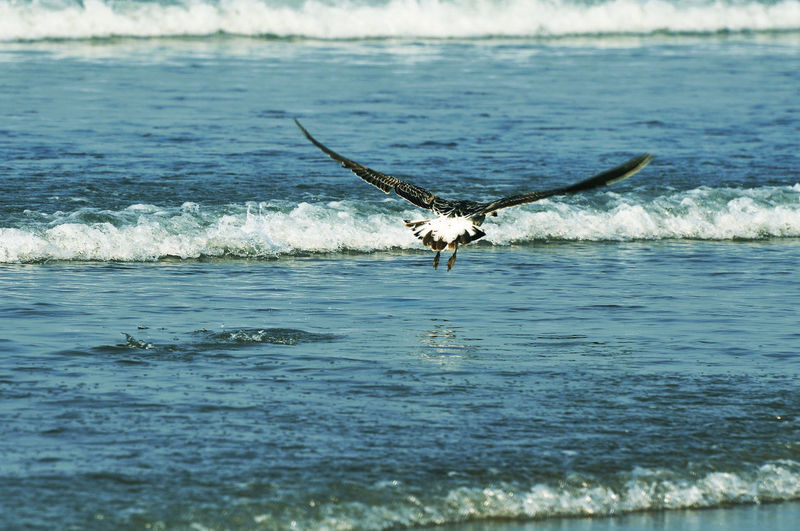 Bird flying over sea