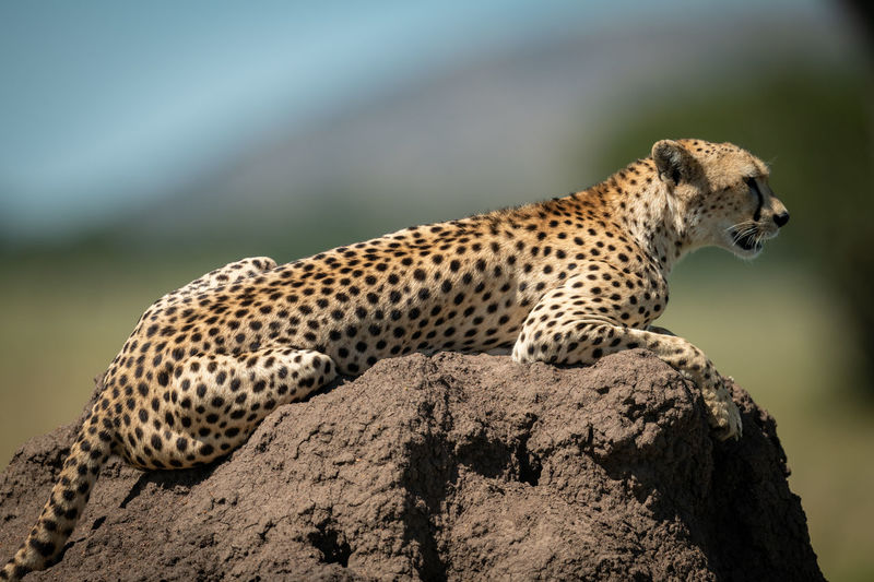 Close-up of cheetah sitting on rock