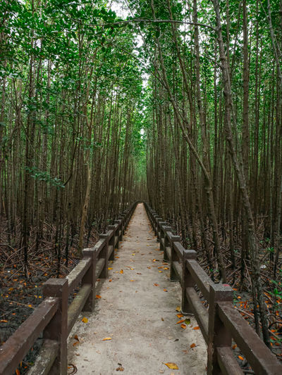 The walkway on both sides of the road is a mangrove forest. it feels fresh and mysterious 