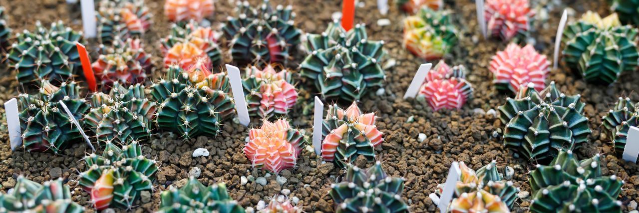 The cactus shop is at the mall.