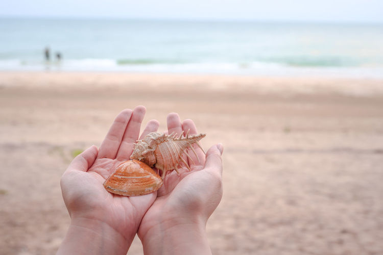 Cropped hands holding seashells at beach
