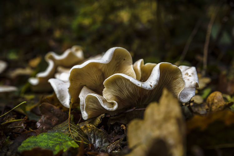 Close-up of a mushrooms