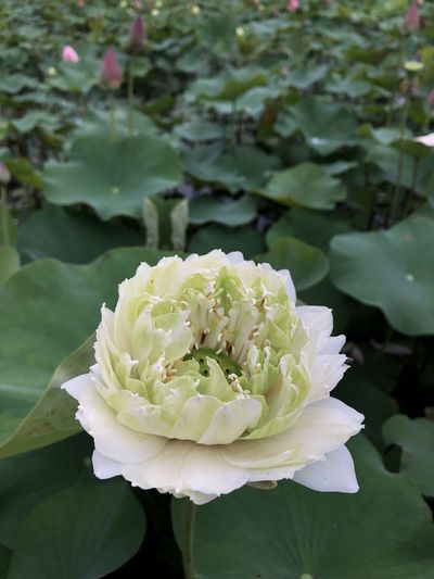 Close-up of rose plant