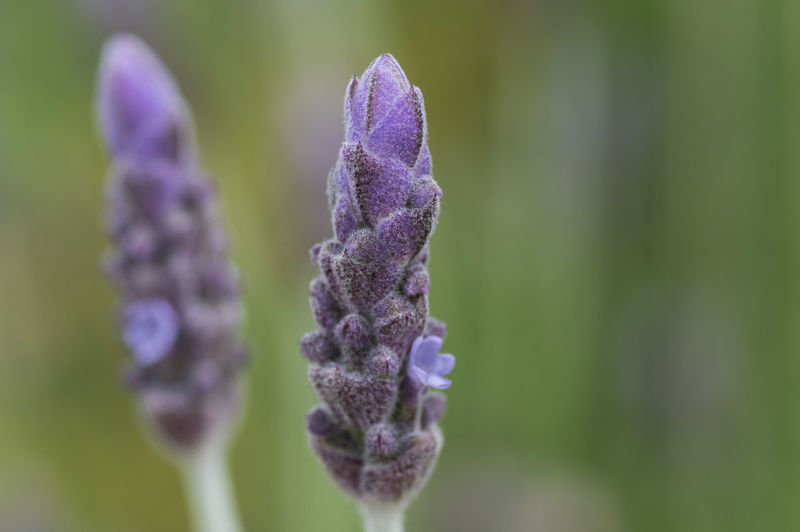 Close-up of purple flower on plant