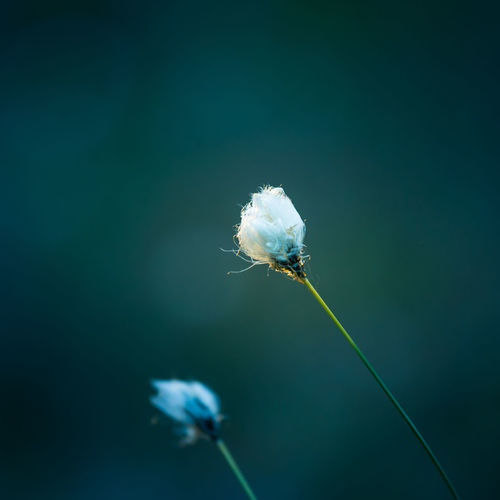 A beautiful cotton-grass heads in the warm sunset light. white fluffy cotton-grass flowers.