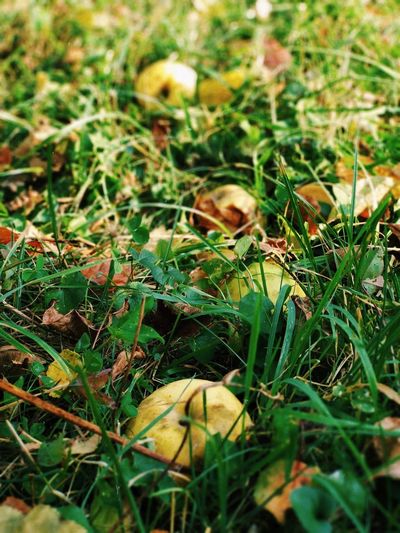 Close-up of fruit growing on field
