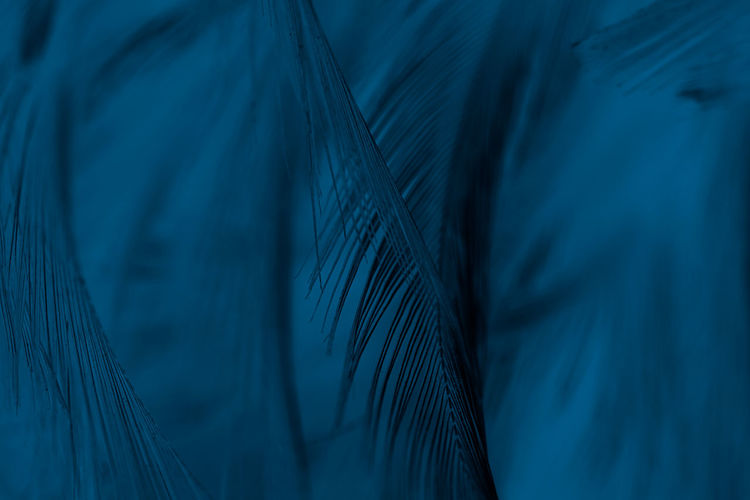 Full frame shot of feathers