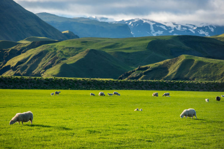 Icelandic landscape with green hills and countryside grazing sheep, in the highlands, iceland