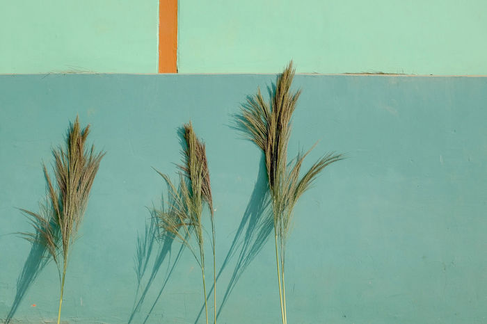 Plants against wall