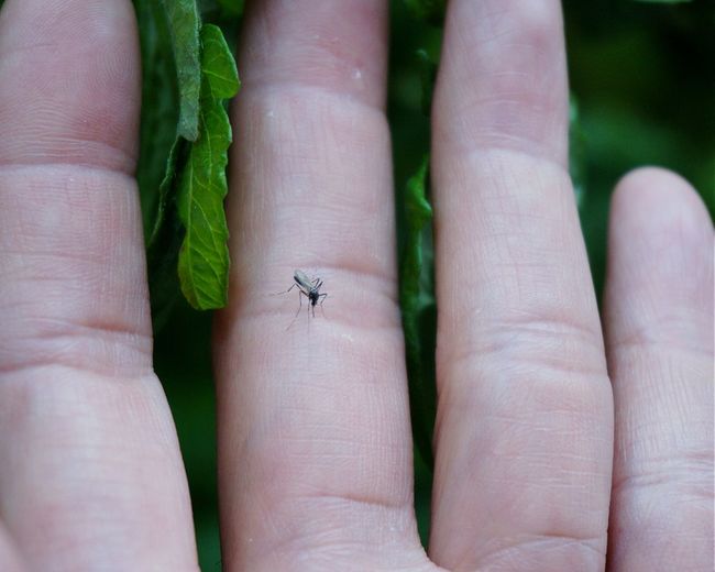 Close-up of mosquito on fingers