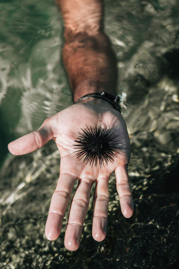 From above of unrecognizable male standing in water with black sea urchin on hand