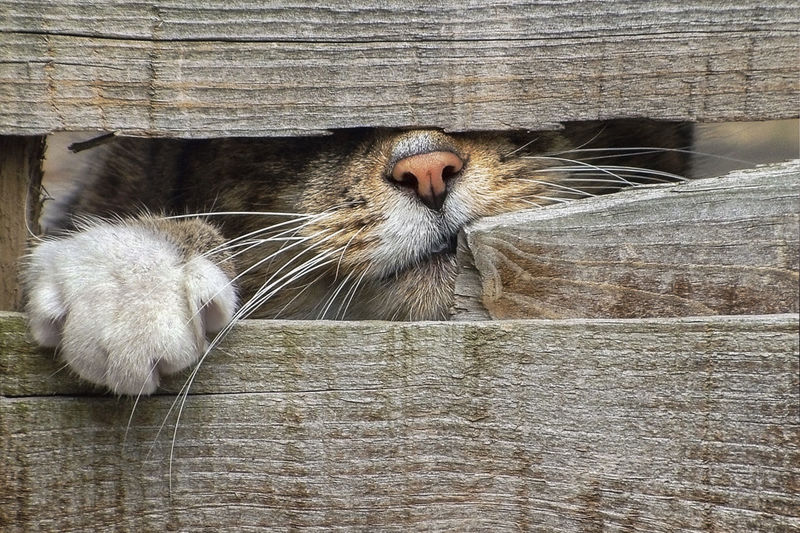 Close-up lion seen through wooden wall