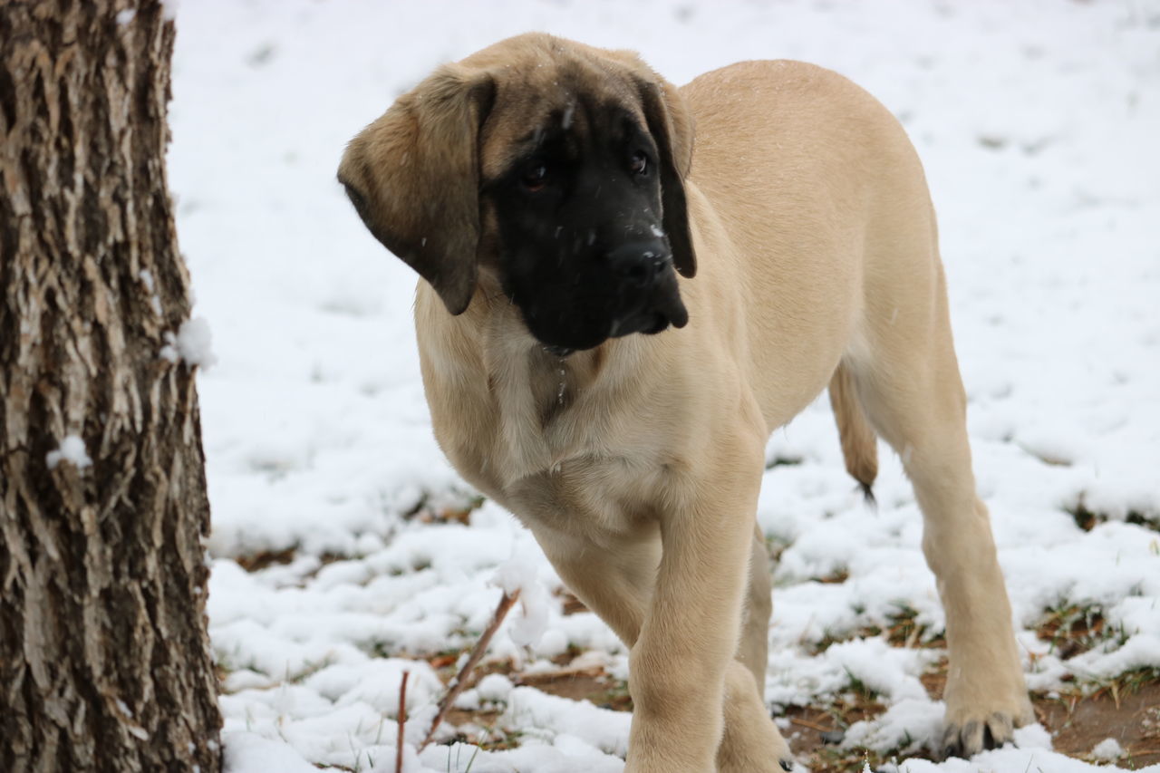 50 Mastiff Pictures Hd Download Authentic Images On Eyeem