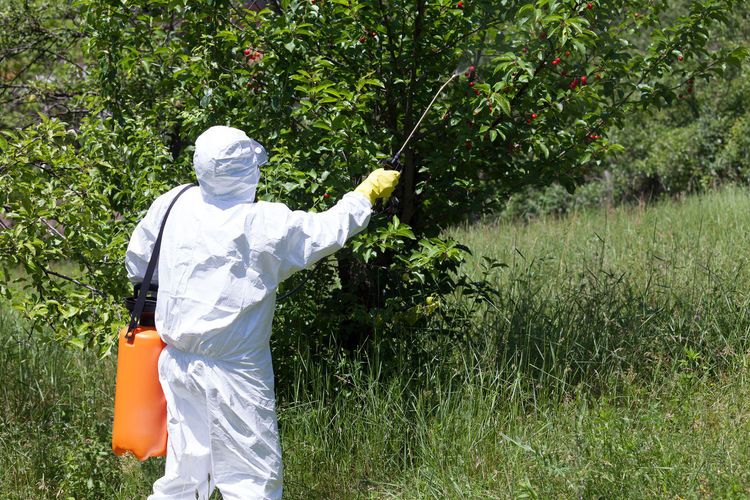 Rear view of male worker in protective workwear spraying insecticide on plants