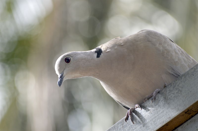 Low angle view of dove perching on wood 
