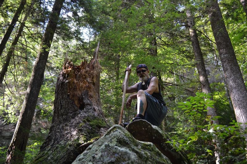 Low angle view of man tree trunk in forest