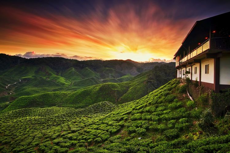 House by green field against sky during sunset at cameron highlands