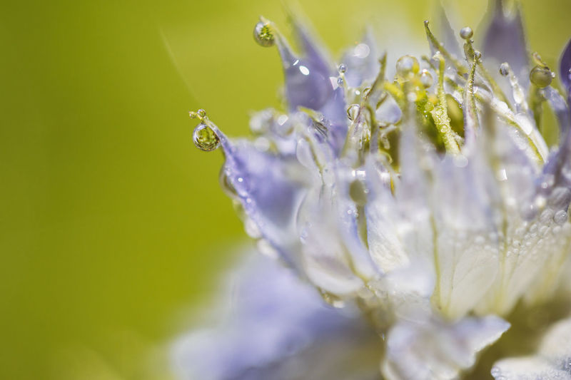 Close-up of water droplets on purple flower