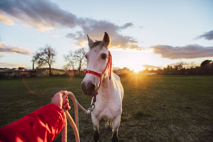 Male animal trainer training horse while standing at ranch during sunset