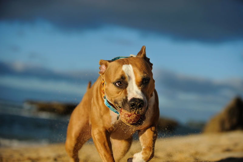 Dog with ball running on sand at beach