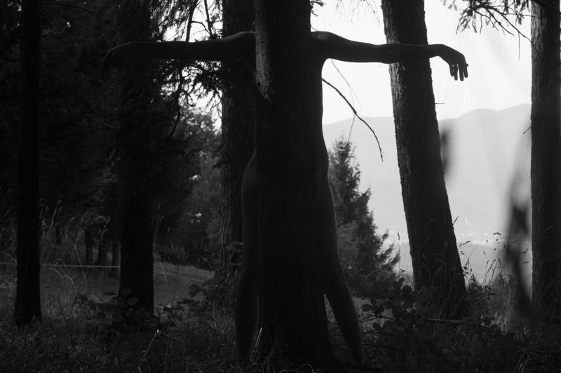Trees in forest