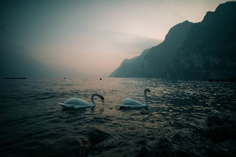 Swans swimming in sea against sky